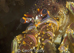 Cape rock lobster by Geoff Spiby 